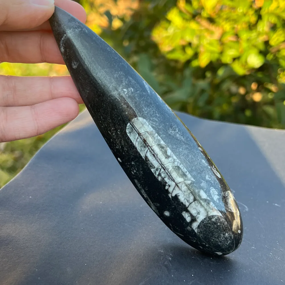 Fossil Orthoceras модел 2