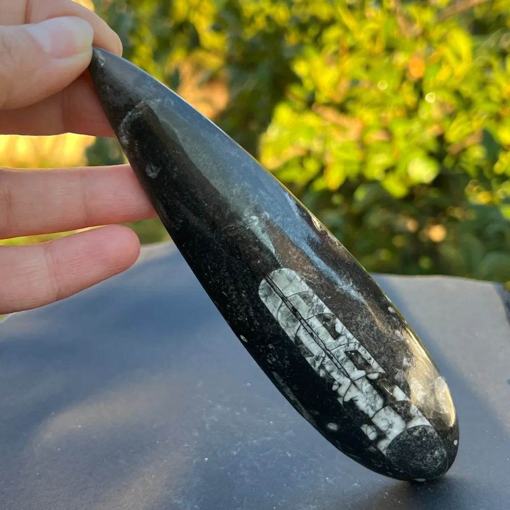 Fossil Orthoceras модел 2