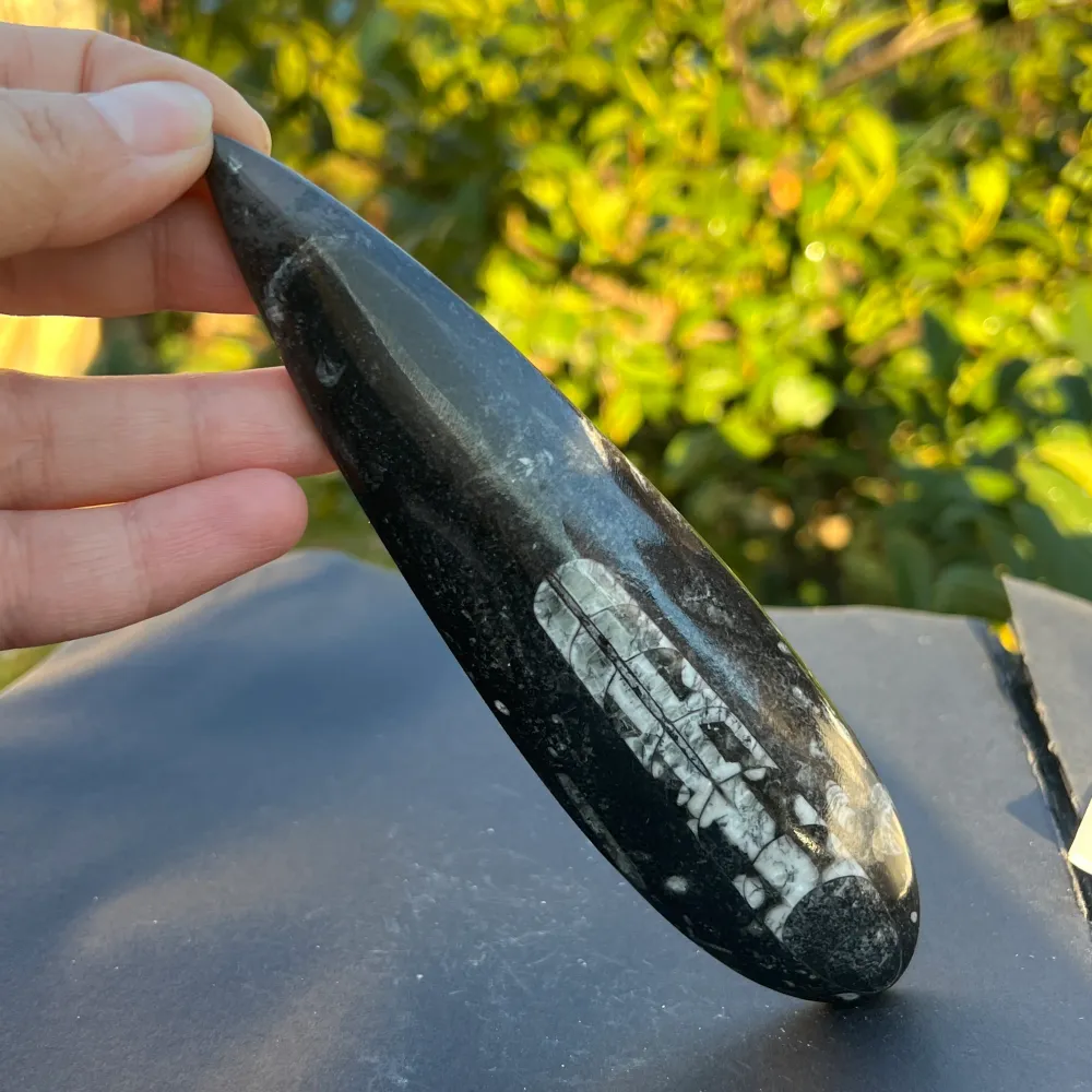 Fossil Orthoceras модел 2