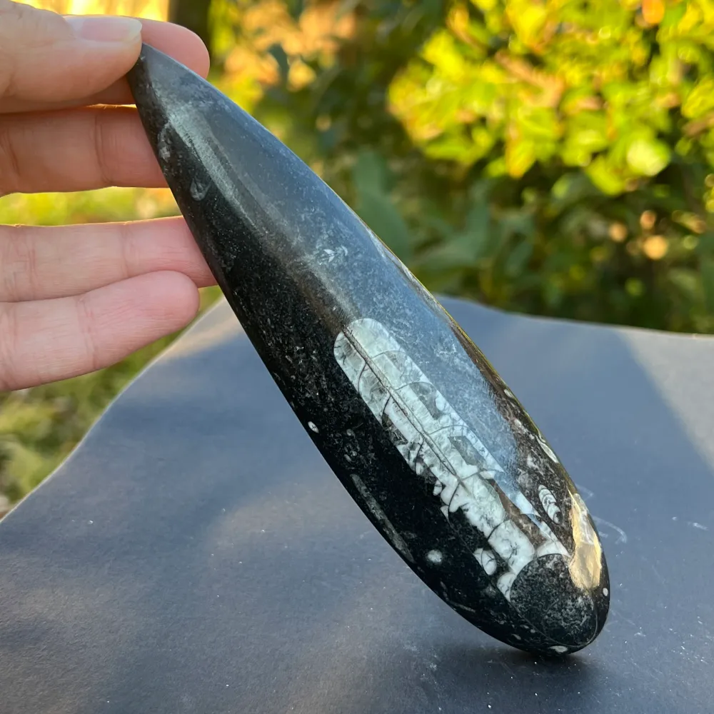 Fossil Orthoceras модел 2