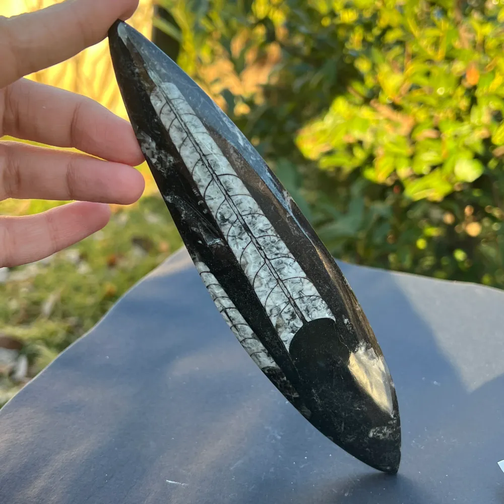 Фосил Orthoceras модел 6