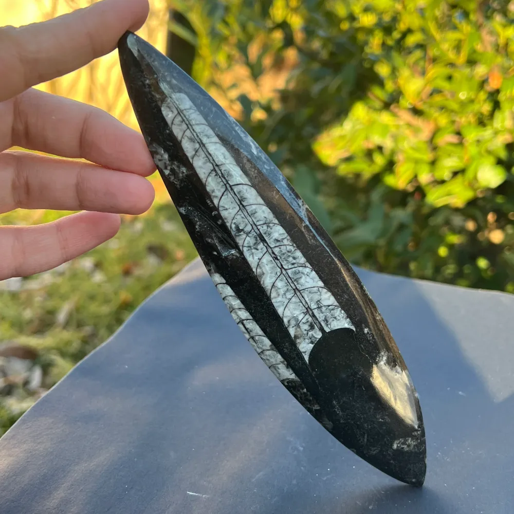 Фосил Orthoceras модел 6