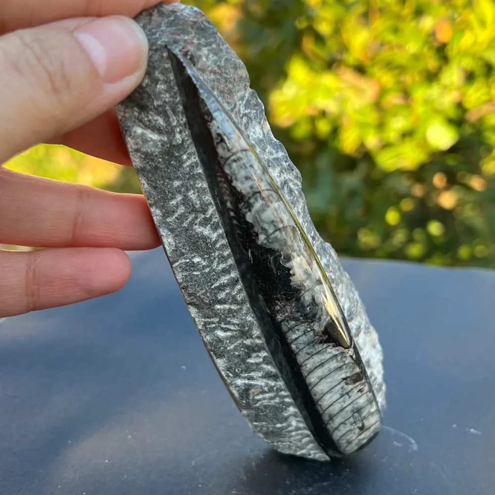 Фосил Orthoceras модел 8