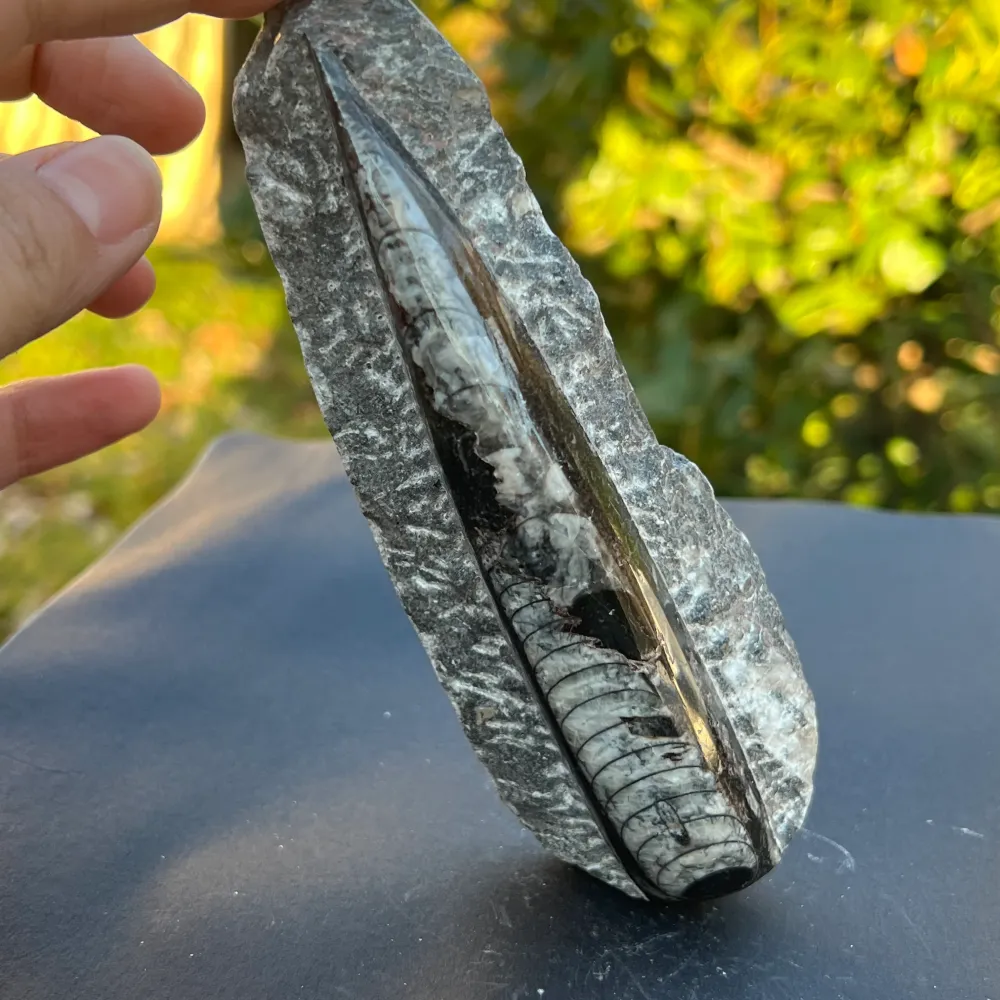 Фосил Orthoceras модел 8