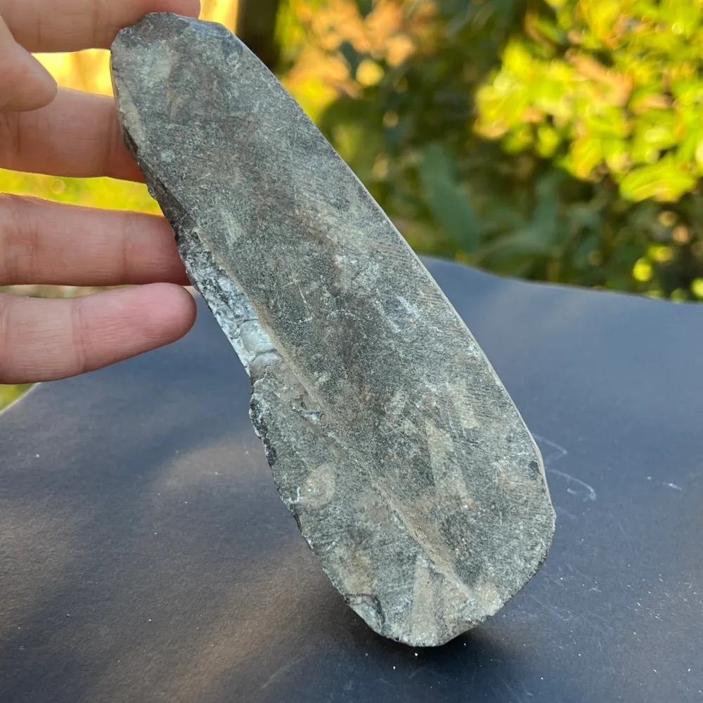 Фосил Orthoceras модел 8