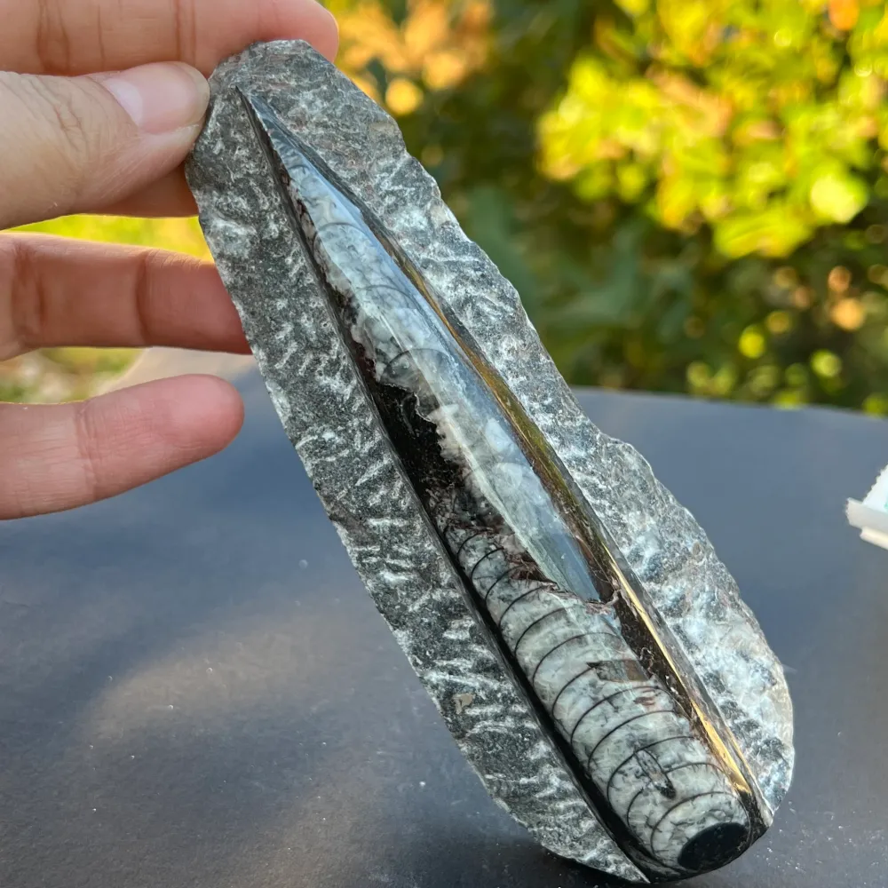 Фосил Orthoceras модел 8