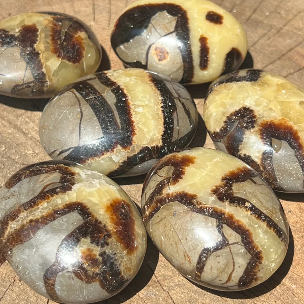 Палмов камък Septaria 5,5 см